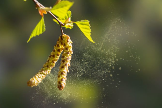 alergija na polen breze