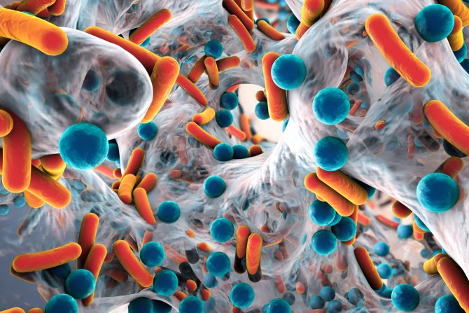 Antibiotik probiotik