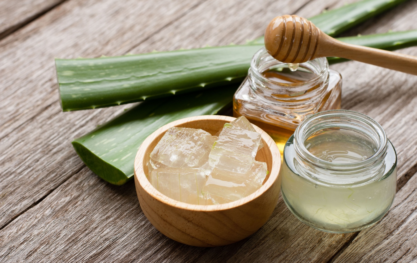 aloe vera pflanze kaufen münchen Aloe vera (Echte Aloe) kaufen
