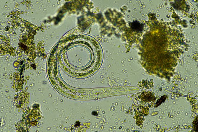 nematode