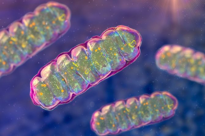 disbalans mitohondrija