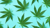 Kako marihuana utiče na mozak i radnu memoriju otkriva najveća studija ikada sprovedena o kanabisu