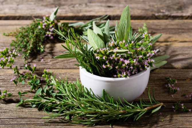 Ešerihija koli biljke