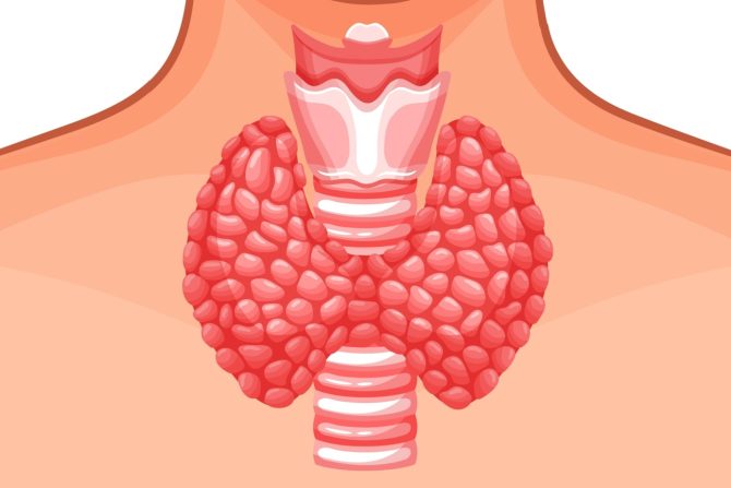 štitna žlezda nivo holesterola