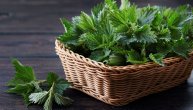 Kopriva čisti krv i snižava šećer: Razlozi zašto je lekari preporučuju