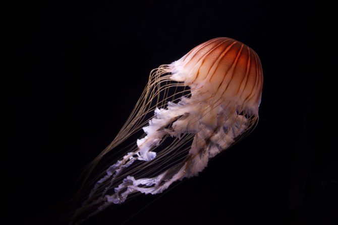 Meduza