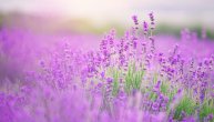 Lavanda je više od lepog mirisa, na ovaj način može da bude dobro sredstvo za čišćenje i uklanjanje bakterija