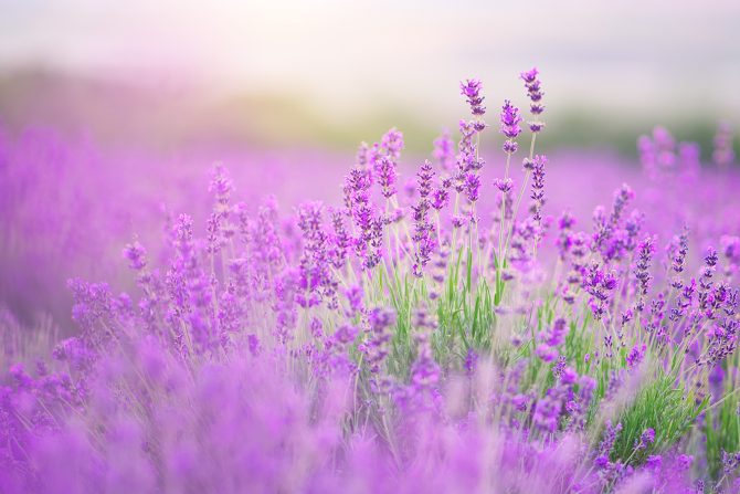 lavanda