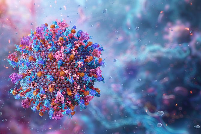 afrička kuga svinja