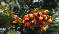 Guarana sadrži duplo više kofeina od kafe: Na koje lekove može loše da deluje