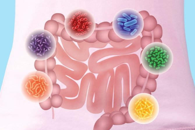 soj crevnih bakterija