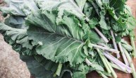 Raštan je dobar za jačanje kostiju, ima 8 puta više vitamina K od dnevne preporučene doze