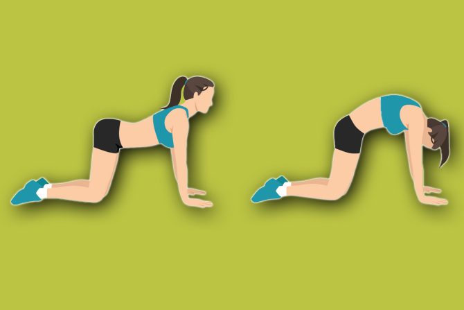 mačka kamila vežba