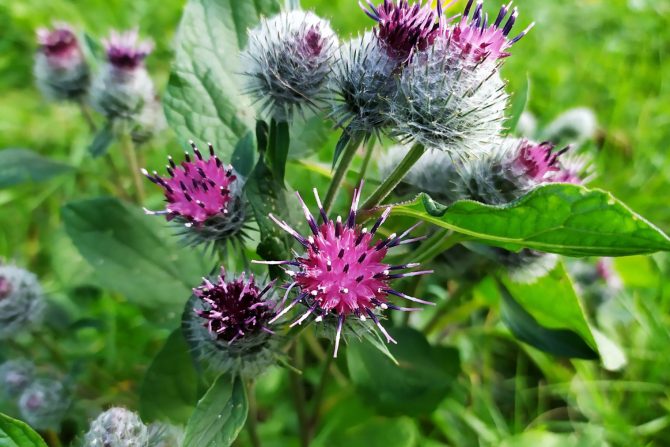 Čičak čičkovo ulje