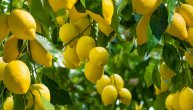 Kako treba čuvati limun da koncentracija vitamina C ostane stabilna