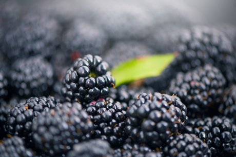 kupine ljubičasto voće