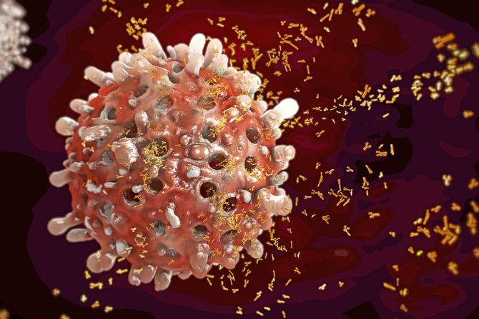 Ponekad se menja nivo samo jedne vrste belih krvnih zrnaca, budući da ih ima više