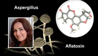 Može li aflatoksin iz hrane da izazove rak jetre: Ko je u najvećem riziku objašnjava prof. Đukić-Ćosić