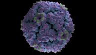 Koksaki virus nije bezazlena infekcija i može ozbiljno da ugrozi srce: Ovo su tihi simptomi, reagujte na njih