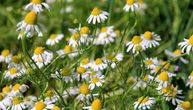 Da li ste znali da je kamilica bolja za stomak i smirenje od nane: Ovako ćete sačuvati korisne sastojke