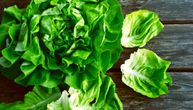 Kada jedemo salatu, gasimo žeđ: Koje sve zdravstvene prednosti ima zelena salata?