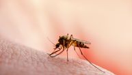 Evropom se širi virus Zapadnog Nila. U Grčkoj do sada zabeležen 21 slučaj, nešto manje u Italiji i Španiji